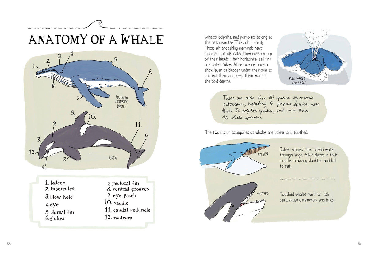 Ocean Anatomy: The Curious Parts & Pieces: Trade Paperback