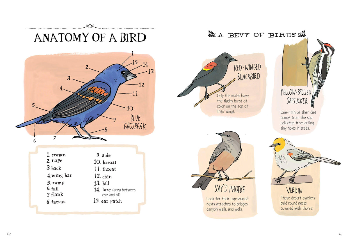 Nature Anatomy: Trade Paperback